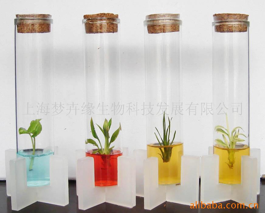 finger Rose Angel Greenhouse test tube flowers and plants Mini Botany diy Potted plant baby plant , pet plant.