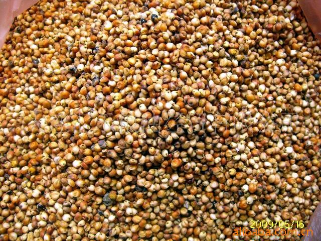 供应优质东北红高粱 酿酒 糯高粱