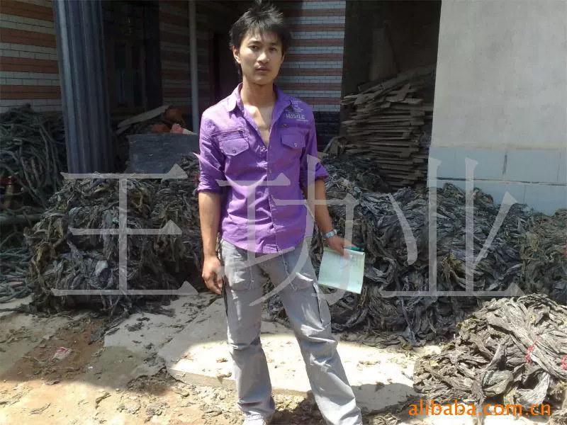 Поставка без песка оптом светлые сушеные водоросли оптовые водоросли хрустящий вкус