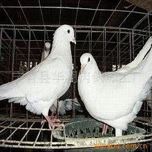 廠家批發 長期大量供應凍乳鴿肉鴿 鴿蛋 保鮮鴿 白條鴿 活鴿 鵪鶉