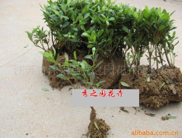 毛杜鹃夏娟毛鹃花苗工程绿化苗木毛娟小苗花庭院花坛开花植物树苗-阿里巴巴