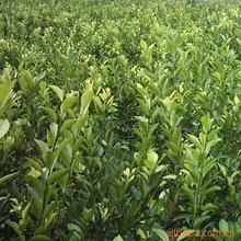 纽荷尔脐橙果树苗_纽荷尔脐橙果树苗价格_纽