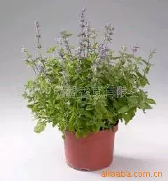 Mint powder, toy, pet