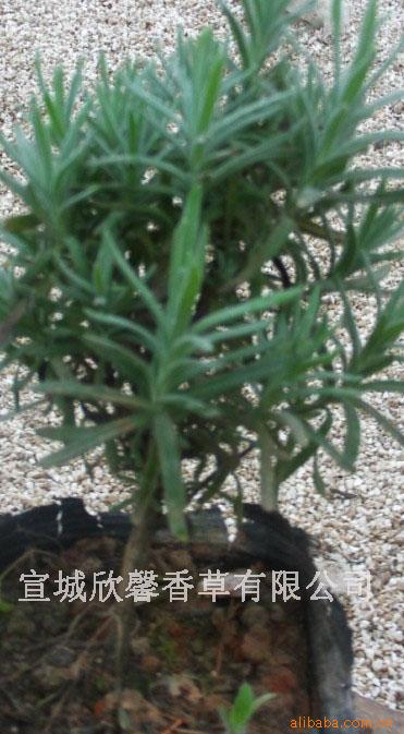Large Wholesale Lavender Seeds Lavender Seedlings Photography Tourism Greening Gardening Provided Technical Guidance Large Wholesale Lavender Seeds Lavender Seedlings Photography Tourism Greening Gardening Provided Technical Guidance