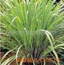 supply Vanilla Seedlings -Citronella seedlings