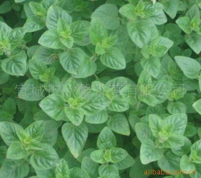 Supply of oregano seedlings