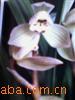 Запас: холодные саженцы на севере продаются во всех видах орхидейцев