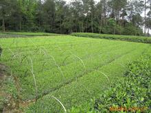 茶苗繁育基地 供应低价且成活率高的乌牛早茶苗 茶苗良种繁育基地