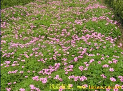 批量供：優質牧草、草坪兼用型草種子：紅三葉 牧草種子 草坪種子