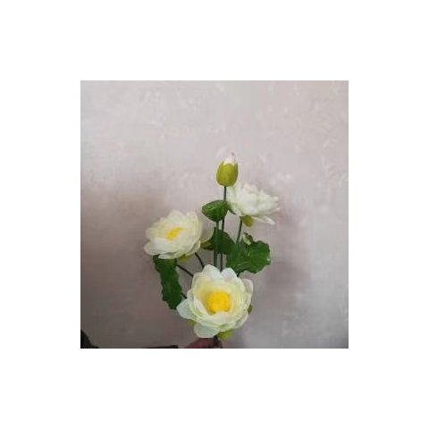 50cm ハイホワイト