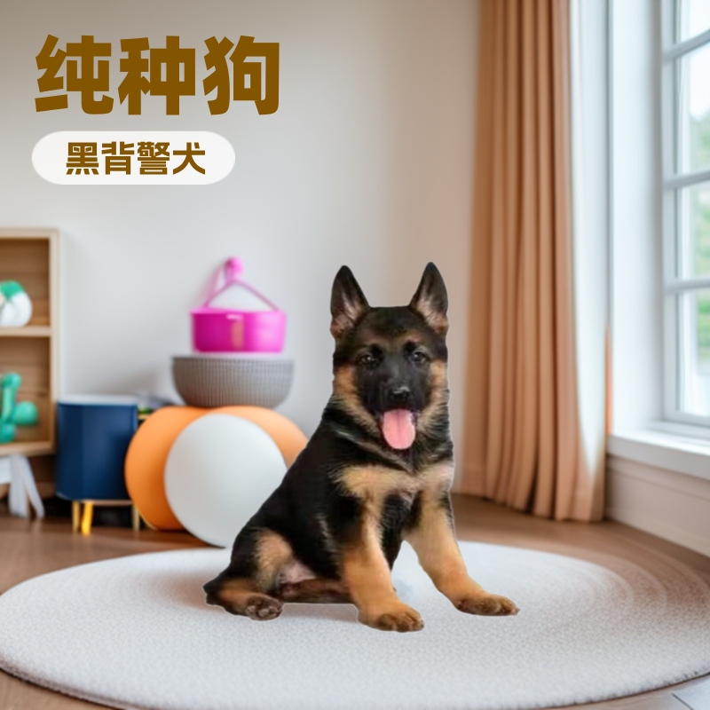 Purebred Domestic German Shepherd German Shepherd Puppy Bow Back Black Back Police Dog Military Dog Large Wolf Dog Live Pet Dog