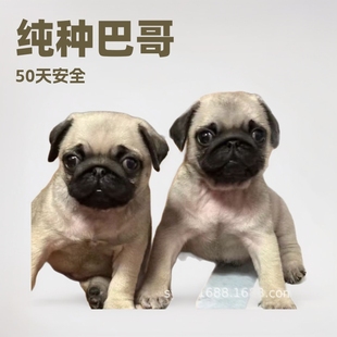 ���ۼ��N�͸�Ȯ���w��Ȯ �˸���BС�͌���Ȯ С�͸���͹����T��