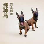 比利时马犬幼犬活体纯种爆红黑马红马狗狗工作犬护卫批发价宠物
