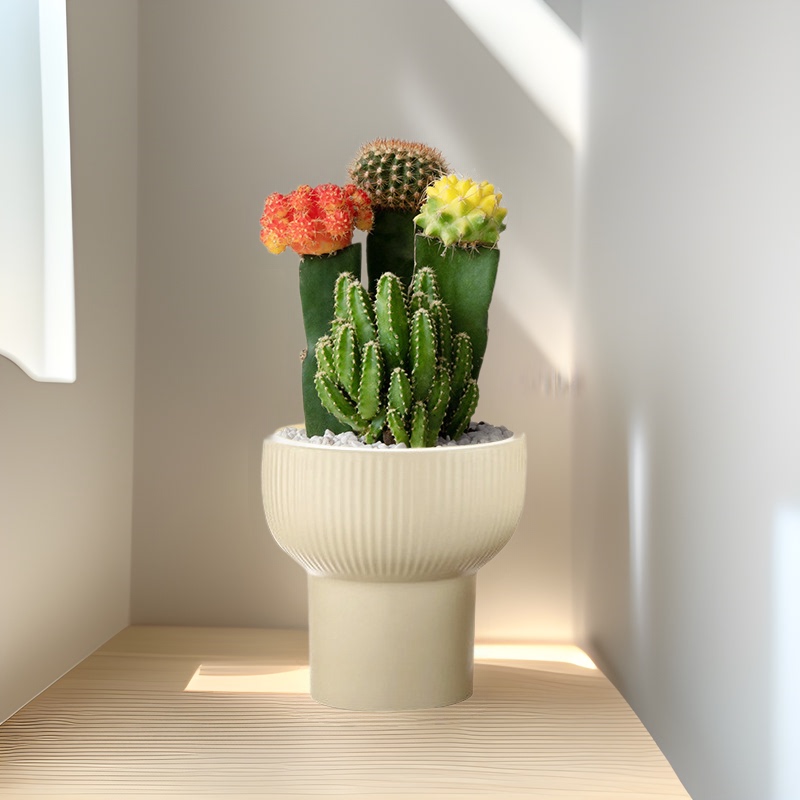 Three-Color Balls, Potted Cactus Green Plants, Cactus Succulents, Flowering in the Office, Drought-Resistant and Easy to Maintain