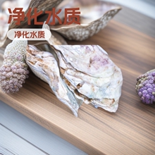 外墙蚝壳滤材净化水质生蚝壳中大型壳过滤细菌屋锦鲤鱼池净化