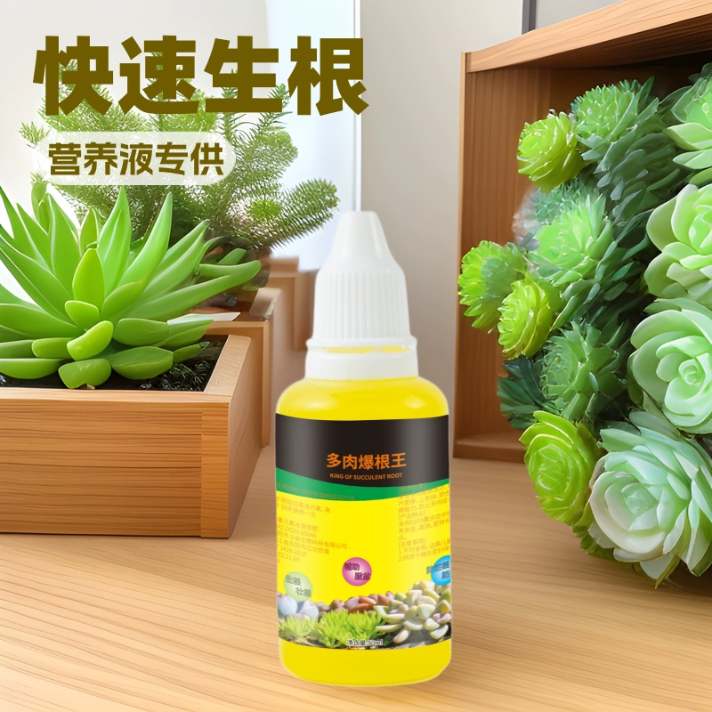 Мясокорневой король быстрого укоренения и сильных рассады