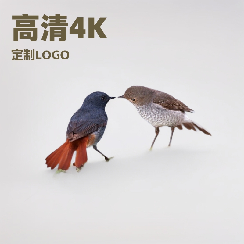 电视批发37/42/47/55/60寸网络液晶电视22/30寸语音电视机朝鲜