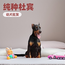 出售纯种杜宾幼犬活体 德系杜宾幼崽批发价格 杜宾犬活体