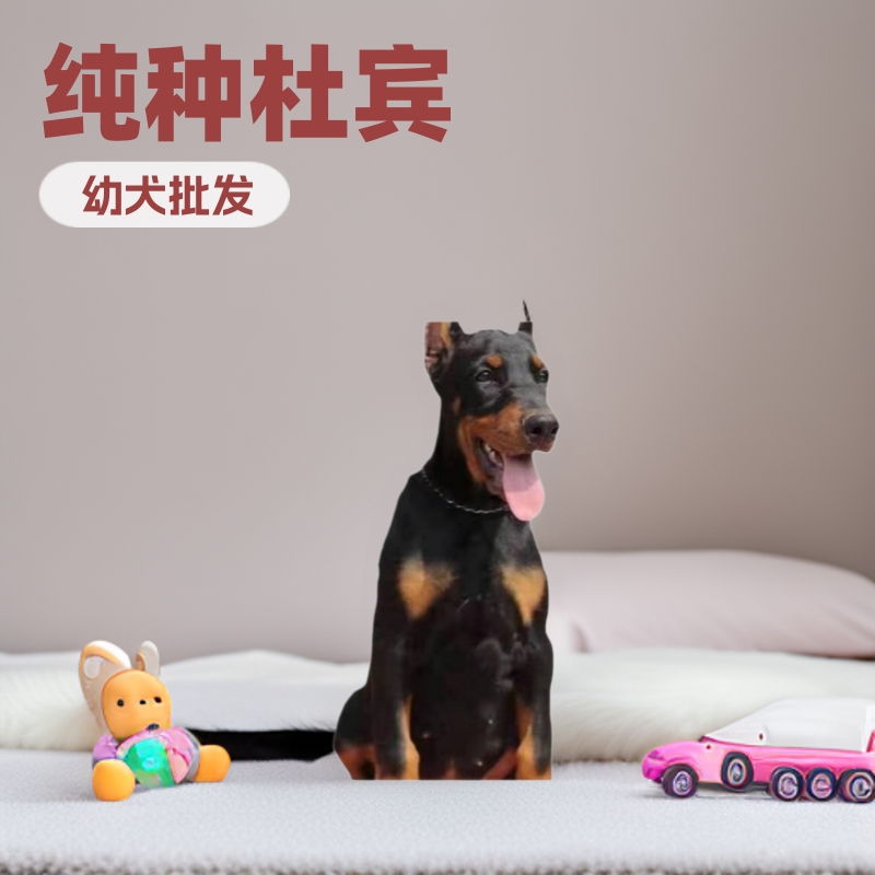 出售纯种杜宾幼犬活体 德系杜宾幼崽批发价格 杜宾犬活体