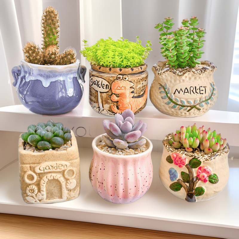 Succulents, Green Plants, Small Potted Cacti, Cacti with Pots, Large and Easy to Grow, Jade Dew Florals, Money Strings, Old Piles