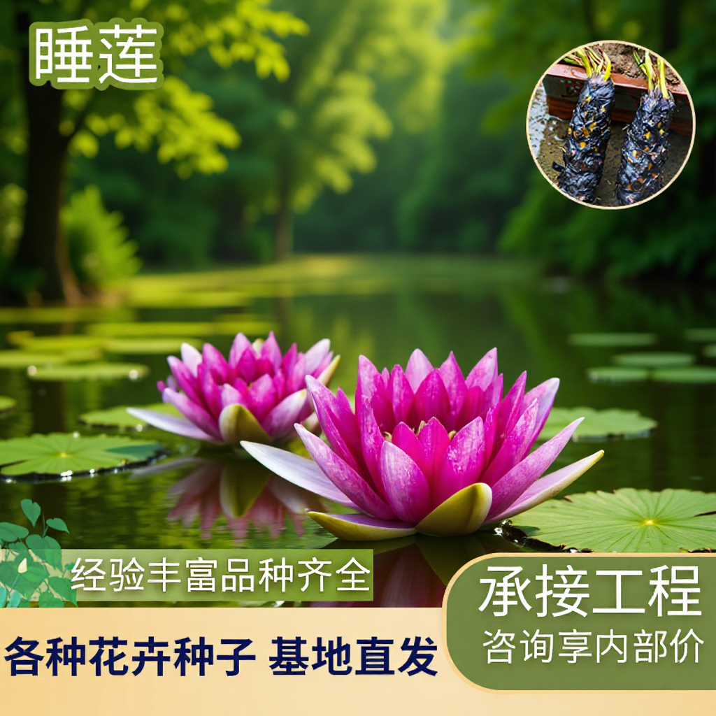 Water Lily Base Wholesale Aquatic Ornamental Florals Water Lily Bowl Lotus Ornamental Root Block Hydroponic Plant Seedlings Water Lily Seedlings