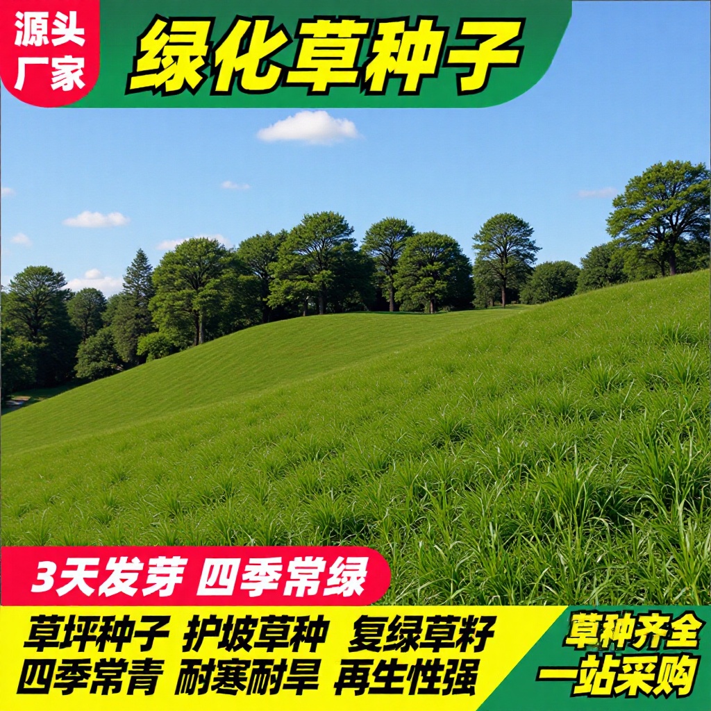 四季青草种子绿化工程草籽狗牙根草坪种子护坡高羊茅复绿黑麦草