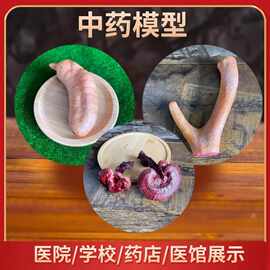 中药模型教学展示假药材模型教学展示假药材模型教学展示假药材模