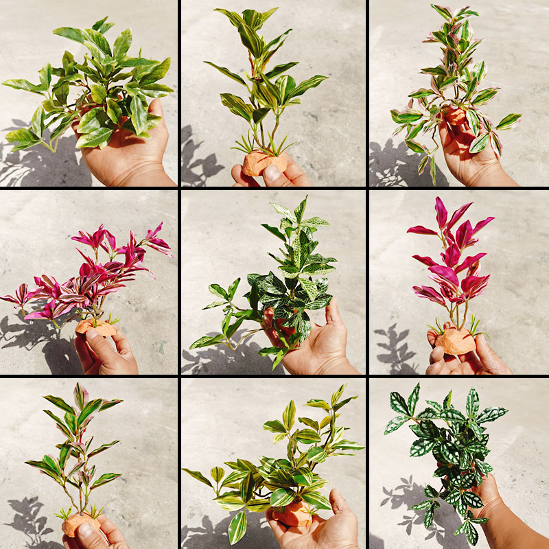 Green Fish Tank Landscaping Green Plant Aquatic Plant Aquatic Plant Aquatic Tank Climbing Pet Feeding Box Artificial Decoration Green Plant Distribution Material Reptile Box