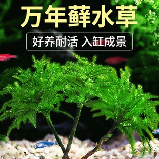 Aquatic Moss and Plants for Aquarium Landscaping, Rainforest Tank, Live Plants for Beginners, Easy-To-Care-For Aquatic and Terrestrial Tank, Hydroponic Foreground Plants