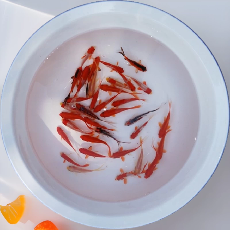 Холодная Вода пресная вода декоративные рыбы живые оптом Парк рыбный пруд стойло Рыбалка выпуск рыба красная трава Золотой Карп Рыба