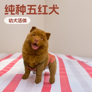 ��tȮ��Ȯ��t��@Ȯ����ȮС����t���̹����o�lȮ����С����