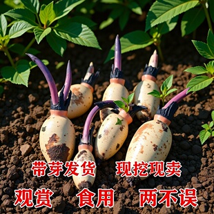 �߮aź��ʳ����ˮź�N���ź��ˮ�Bɏź�N�����Գ�������Nֲ�ɻ�