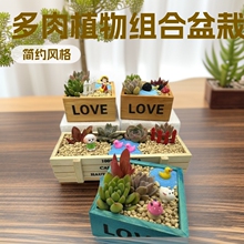 多肉植物组合盆栽套餐多肉DIY微景观材料包含盆含土室内绿植包邮