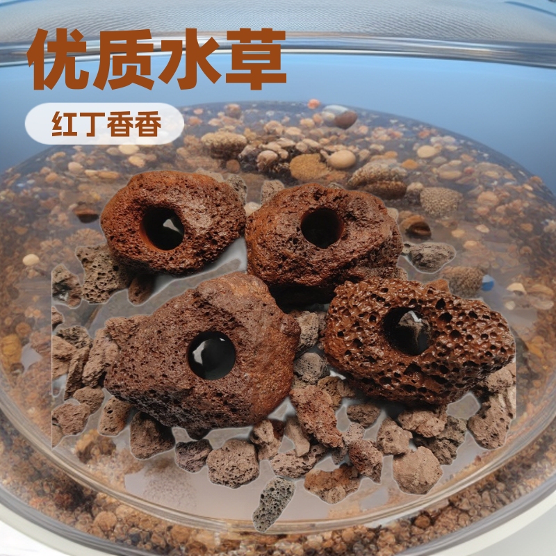 茎のある水草、水槽用ムカデ草、レッドディンシャン、レッドアンブレラ、宮殿型水草、底砂、中景・後景草、水槽造景|undefined