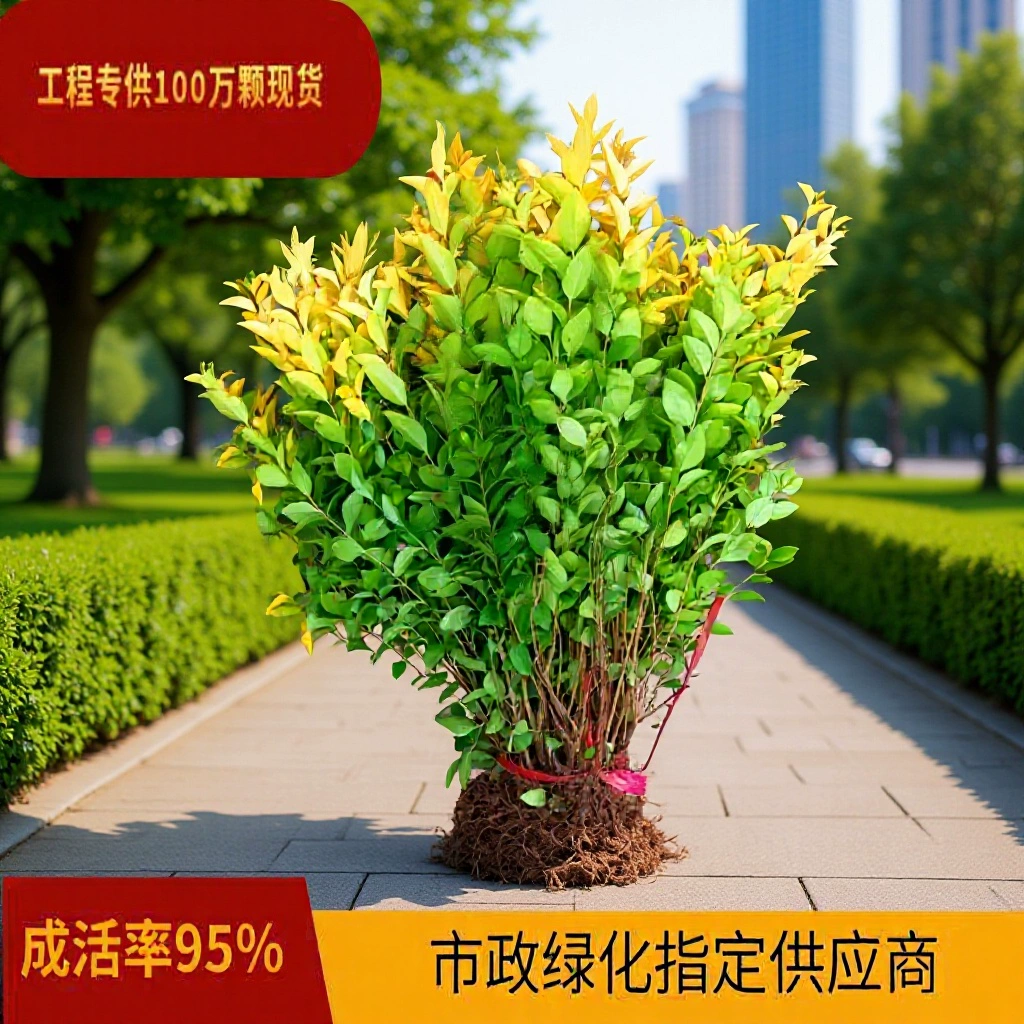 Саженцы лигуструма золотистого для двора, ограждений сообществ, парков, проектов по озеленению дорог, цветные сорта, прямые продажи от питомника