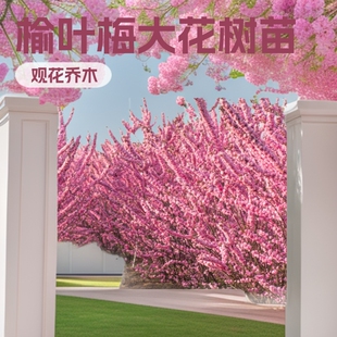 �ذ����~÷�^����ľ�������l���@�G��ͥ�@�����^�pֲ��