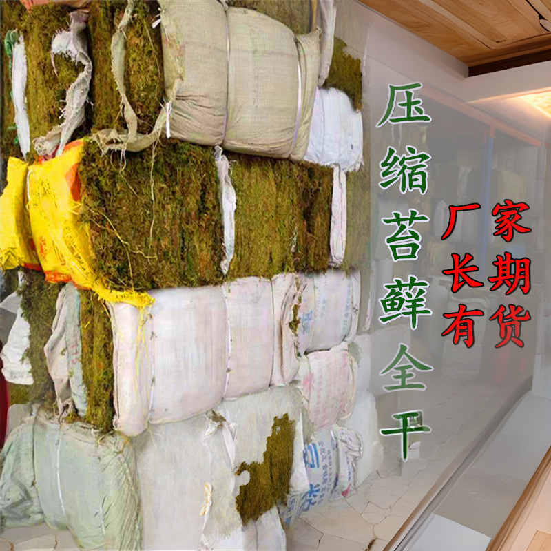 Dried moss water grass Moss Moss butterfly orchid Dendrobium seedling planting grafting Turtle winter sleeping transport mat