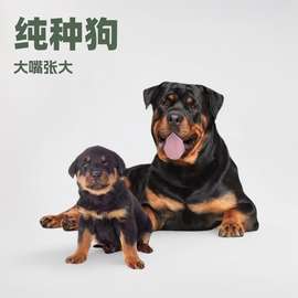 纯种罗威纳幼犬大型犬猛犬护卫犬德系美系批发价格宠物狗工作犬