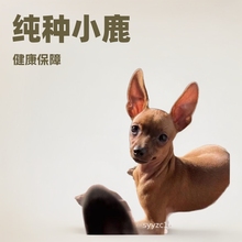 出售纯种小鹿犬幼犬小鹿犬活体铁包金小鹿犬迷你小鹿犬棕色小鹿犬