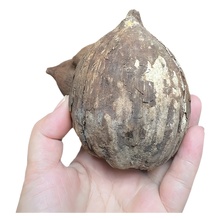 库克菩提原材料原籽散珠批发手串项链kuke108diy珠子文玩配件佛珠