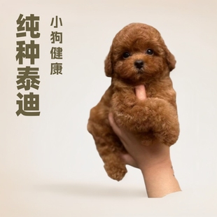 ���N̩����Ȯ���w�豭Ȯ̩��Ȯ�F�eȮ���̼��B���ﹷС��Ȯ̩�Ϲ�