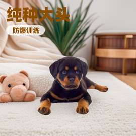 纯种罗威纳幼犬纯种大头德系罗威纳大型犬防爆犬护卫犬家养巨型犬
