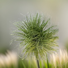 工厂仿真草单枝小草植物假草仿真花芦苇草绿植草蒲苇草洋葱草