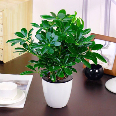 Money Tree, Duck Paw Wood Potted Seedlings, Seven-Leaf Lotus, Goose Paw Wood Seedlings, Duck Foot Wood Evergreen