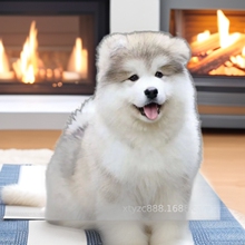 出售巨型犬阿拉斯加幼犬批发价格雪橇犬阿拉斯加纯种活体熊版活物