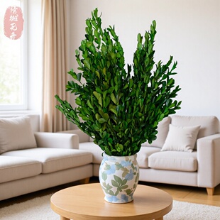 ������С�~�S�� �S��ľ�ɻ������ҾӲ廨�b��^�DIY���ďS�����l