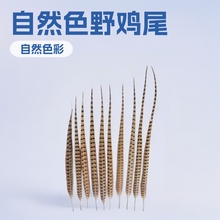厂家直供养殖山鸡尾野鸡尾羽野鸡翎子戏服羽毛