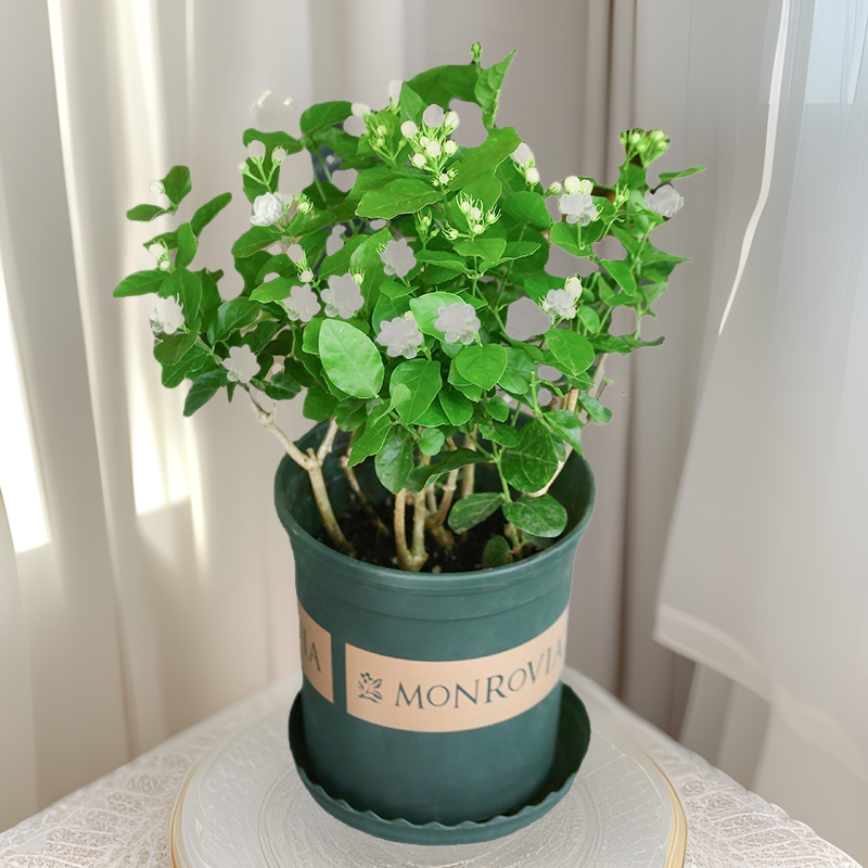 Jasmine Potted Flower Plant Indoor Double Tiger Head Jasmine Seedlings Are Easy to Grow and the Four-Season Plants Bloom and Smell Fragrant