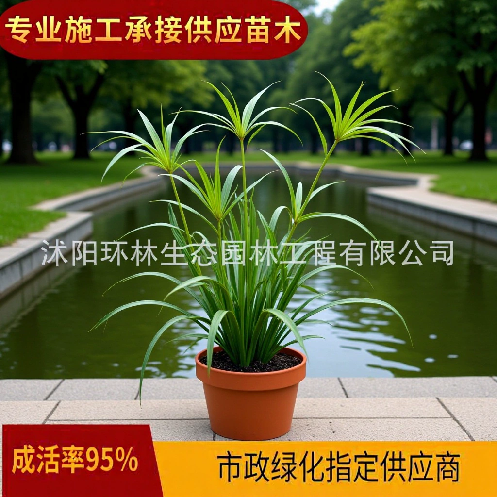 Зонтик Трава Водные Растения Водно-болотные угодья Ландшафтная инженерия Озеленение рек Очистка качества воды Проведение Заводская инженерия оптом