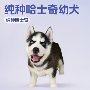 ���N��ʿ����Ȯ���w��ʿ��ѩ��Ȯ�{�۾�����С�������ʿ������Ȯ